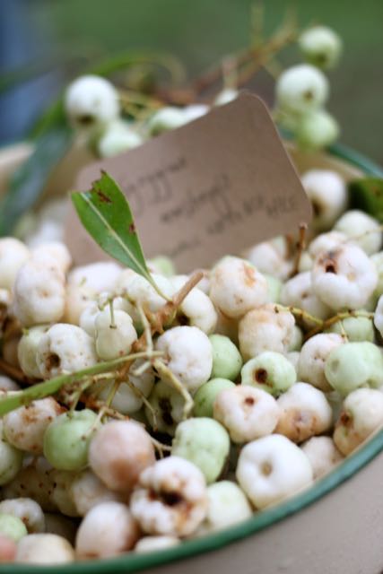 Syzygium armstrongii